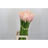 Zantedeschia Eydolls Salmon