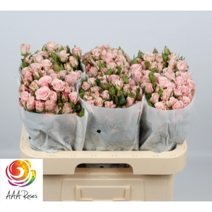 R TR SWEET PORCELINA