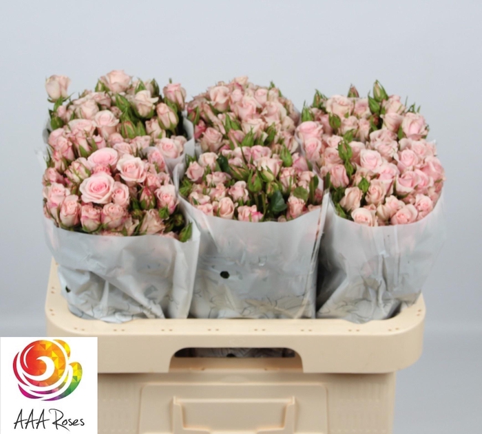 <h4>R TR SWEET PORCELINA</h4>