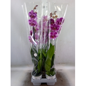 Phalaenopsis   ...lilac