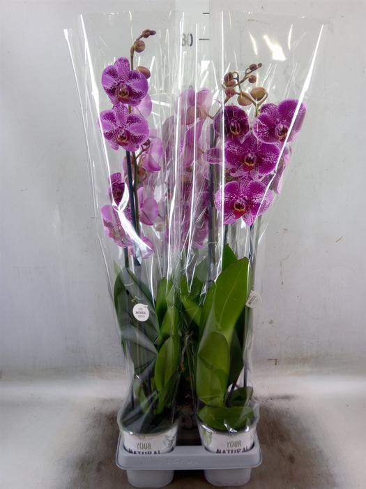 <h4>Phalaenopsis   ...lilac</h4>