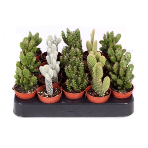 Opuntia mix 5,5 cm