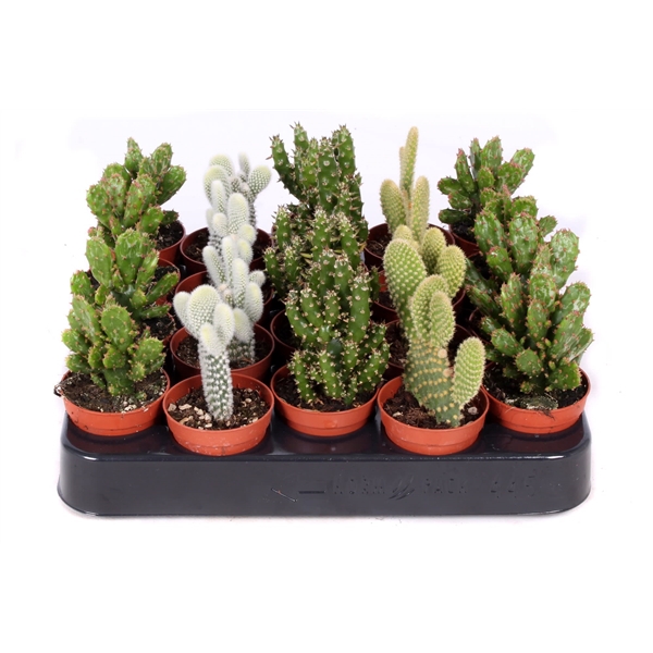 <h4>Opuntia mix 5,5 cm</h4>