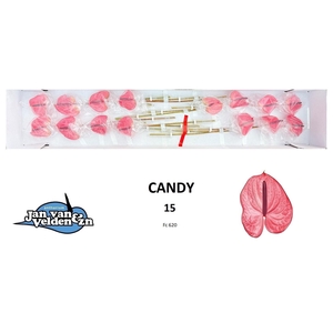 ANTH A CANDY
