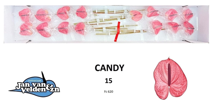 <h4>ANTH A CANDY</h4>