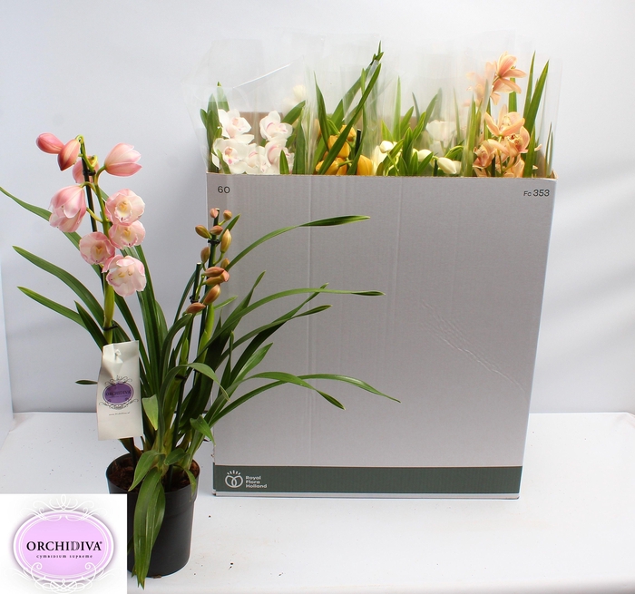 <h4>CYMB GEMENGD</h4>