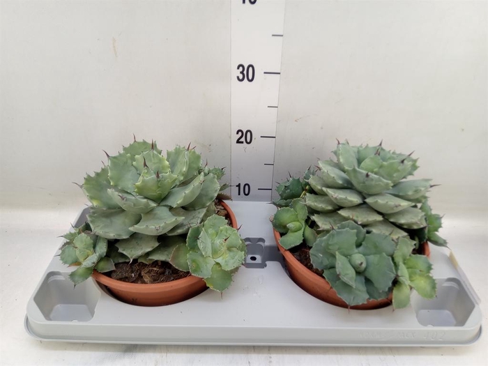 <h4>Agave potatorum</h4>