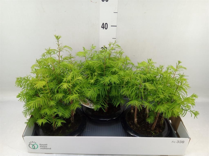 <h4>Bonsai   ...</h4>