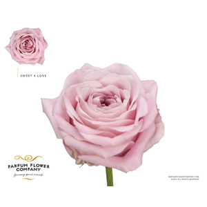 Rosa Premium Sweet 4 Love