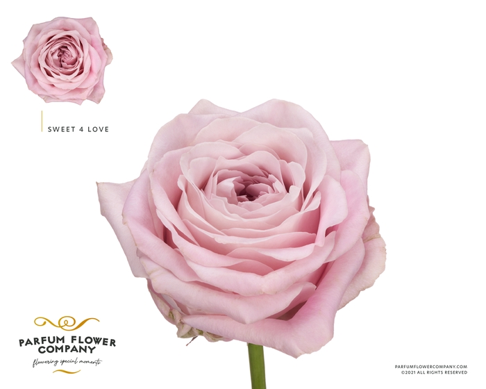<h4>Rosa Premium Sweet 4 Love</h4>