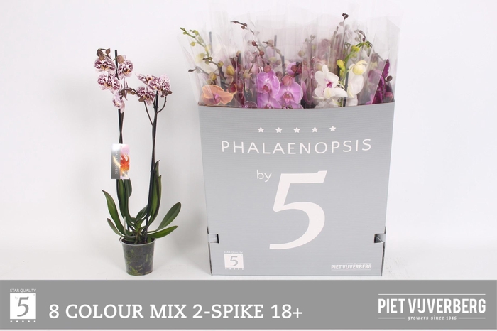 <h4>PHAL GEM 8 KL</h4>