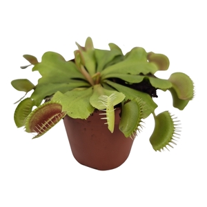 Dionaea muscipula