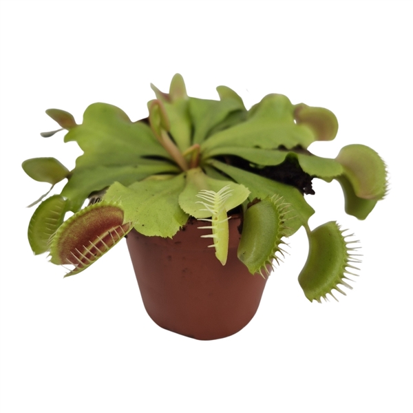 <h4>Dionaea muscipula</h4>