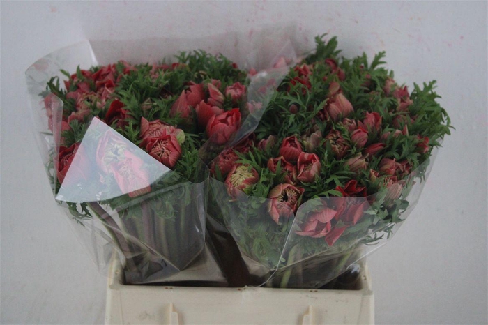 <h4>Anem Levante Red</h4>