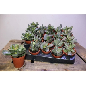 Succ Adromischus Mix