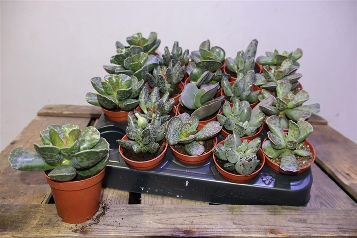 <h4>Succ Adromischus Mix</h4>