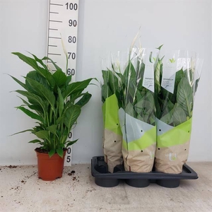 Spathiphyllum Vivaldi 17Ø 75cm 5fl