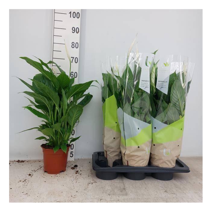 <h4>Spathiphyllum Vivaldi 17Ø 75cm 5fl</h4>