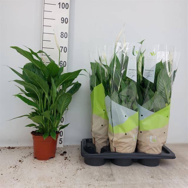 Spathiphyllum Vivaldi 17Ø 75cm 5fl