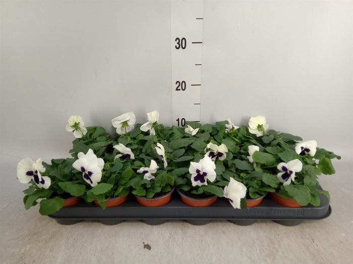 <h4>Viola wr. 'Colossus White wBlotch'</h4>