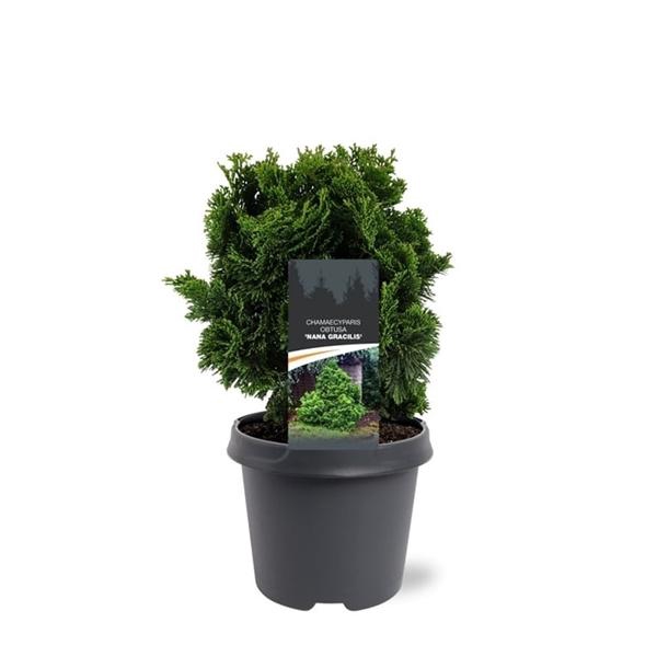 <h4>Chamaecyparis obtusa 'Nana Gracilis'</h4>
