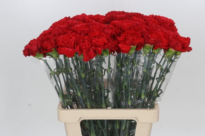 <h4>Dianthus St Arona</h4>