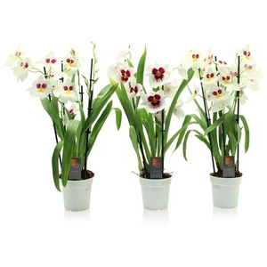 Inca Miltoniopsis White 3 spike