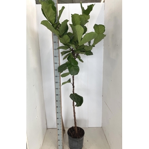 FICUS LYRATA P30 210CM