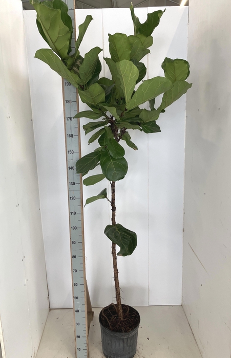 <h4>FICUS LYRATA P30 210CM</h4>