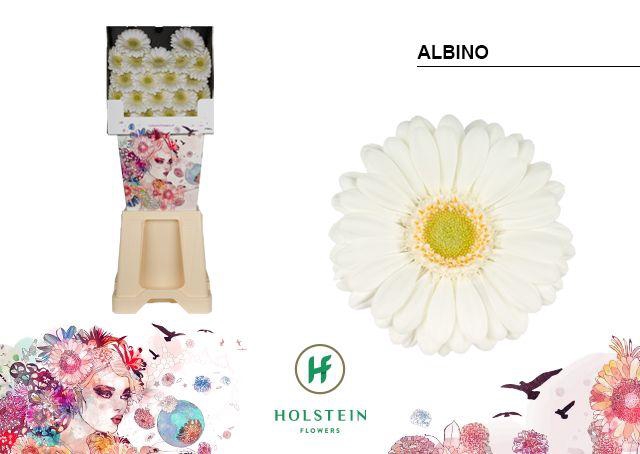 <h4>Germini Albino Diamond</h4>