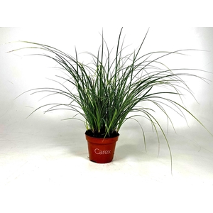 Carex brunnea Variegata