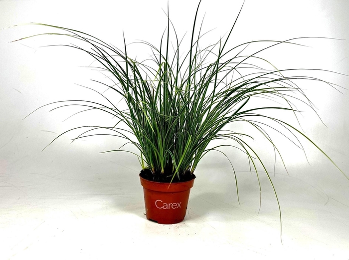 <h4>Carex brunnea Variegata</h4>