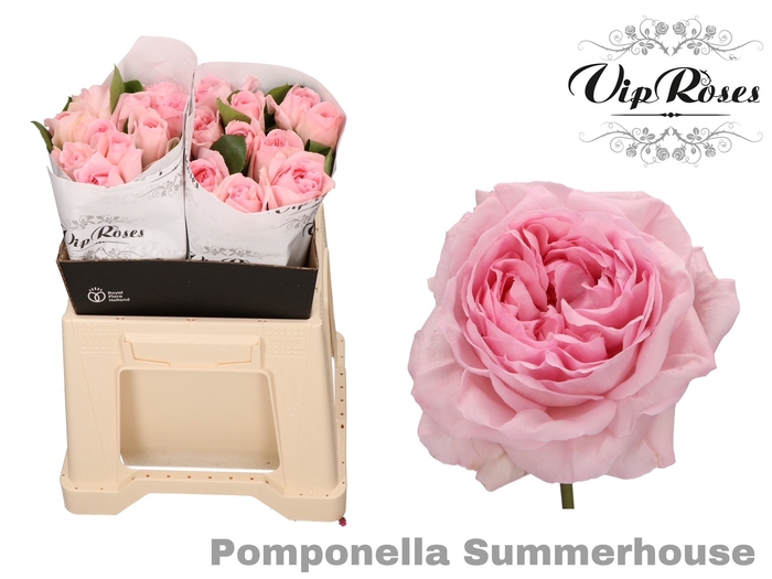 <h4>Rosa la pomponella summerhouse</h4>