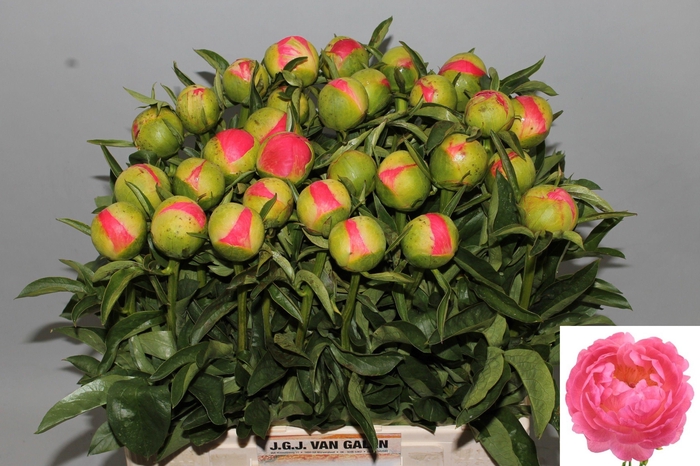 <h4>PAEO CORAL SUNSET</h4>