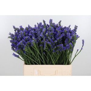 Statice Crystal Dark Blue