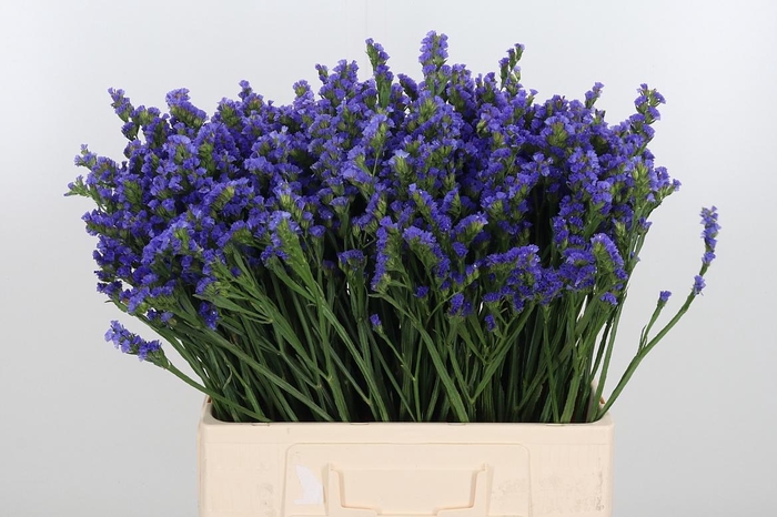 <h4>Statice Crystal Dark Blue</h4>