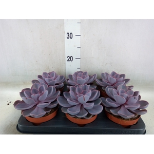 Echeveria  'Purple Pearl'