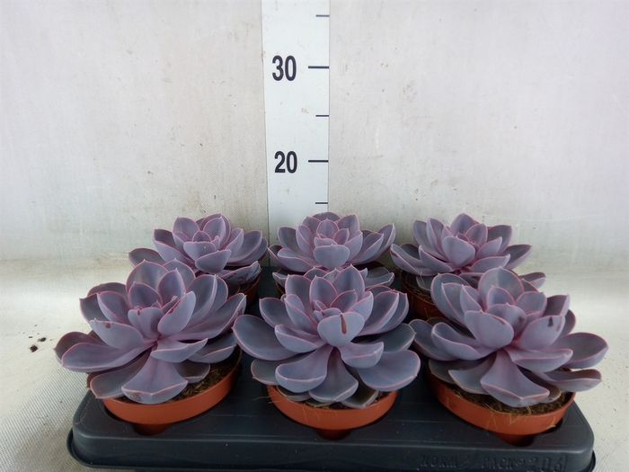 <h4>Echeveria  'Purple Pearl'</h4>