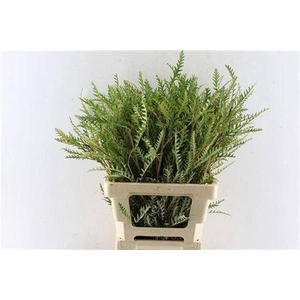 Grevillea Ivanhoe Bronze