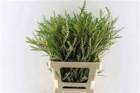<h4>Grevillea Ivanhoe Bronze</h4>