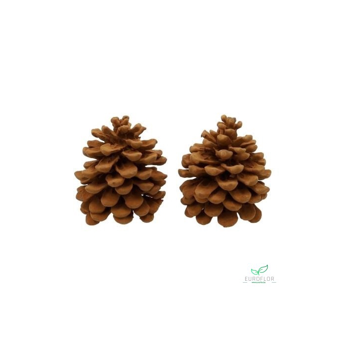 <h4>PINECONE CINNAMON BROWN 2PCS scented</h4>