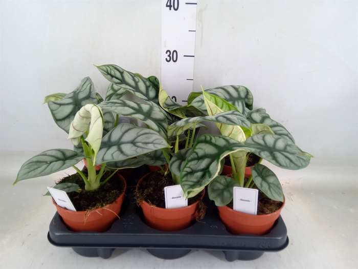<h4>Alocasia   ...</h4>