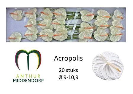 <h4>Anth A Acropolis X20</h4>