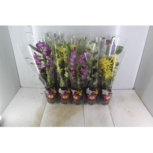 DENDROBIUM P12 PREMIUM