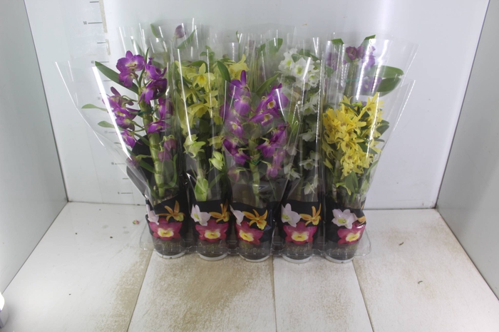 <h4>DENDROBIUM P12 PREMIUM</h4>