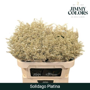 Solidago L70 Metallic Platina