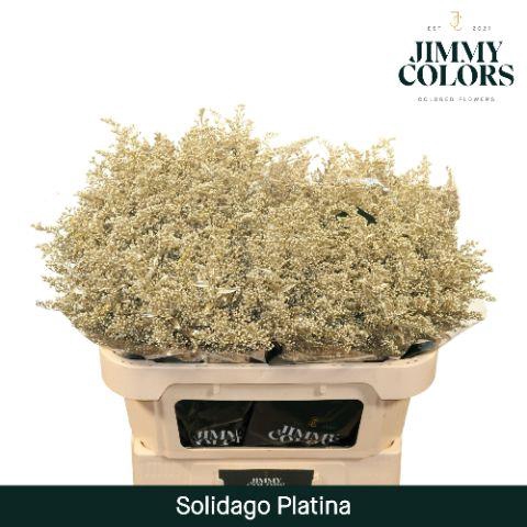 <h4>Solidago L70 Metallic Platina</h4>