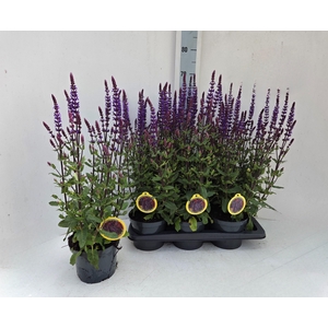 SALVIA NEMOROSA