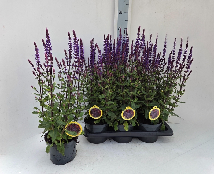 <h4>SALVIA NEMOROSA</h4>