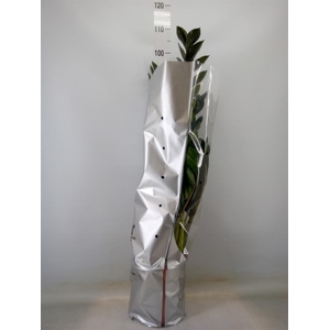 Zamioculcas zamiifolia 'Super Nova'